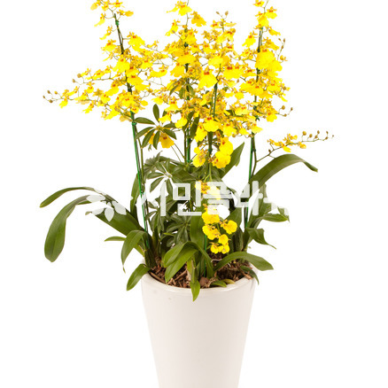 온시디움 712g