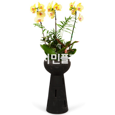 서양란16-호접