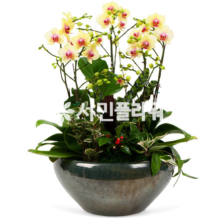 호접난