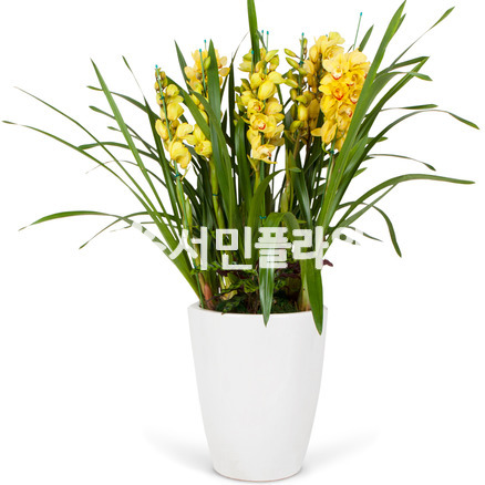 심비디움A