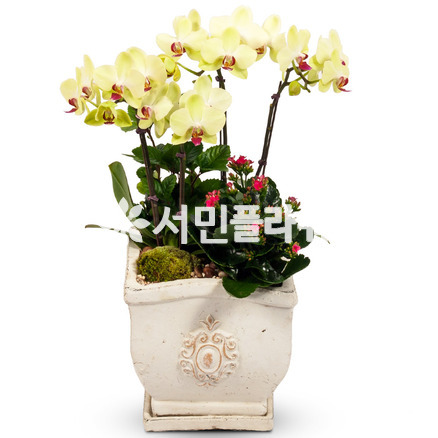 포춘-아리따움