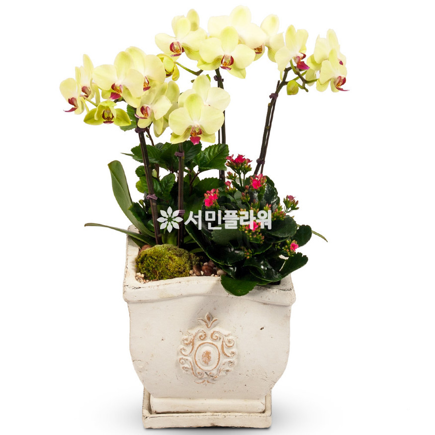상세이미지