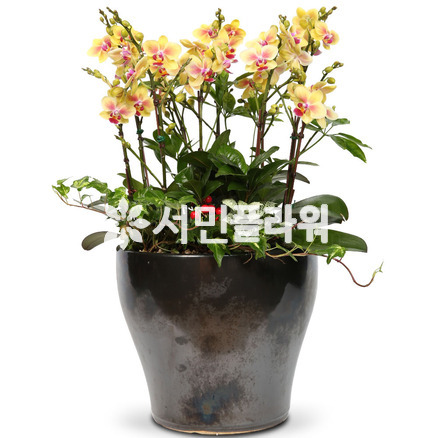호접란f6005