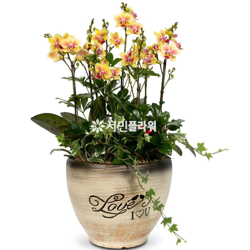 상세이미지