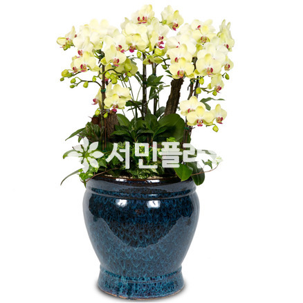 포춘-원형고급분