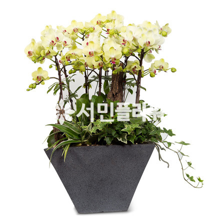 그린호접