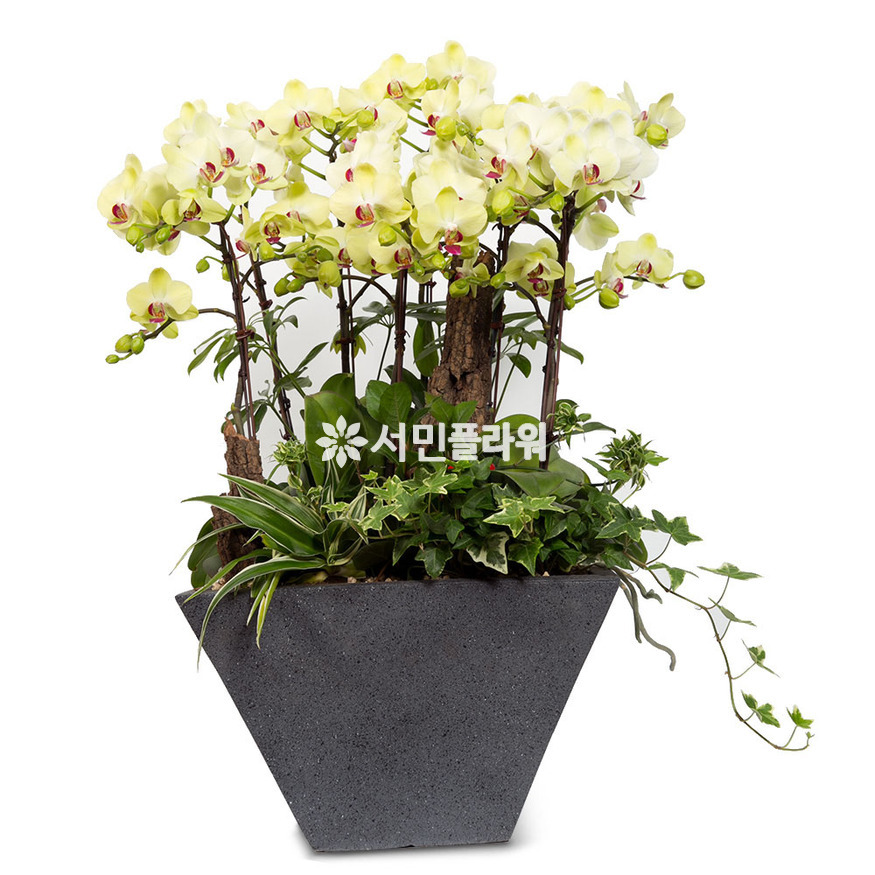 상세이미지