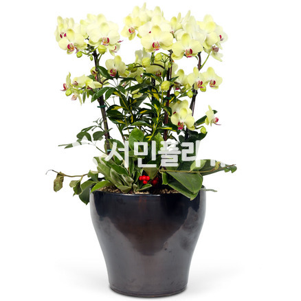 포춘옐로우