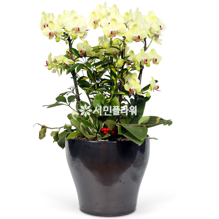 상세이미지