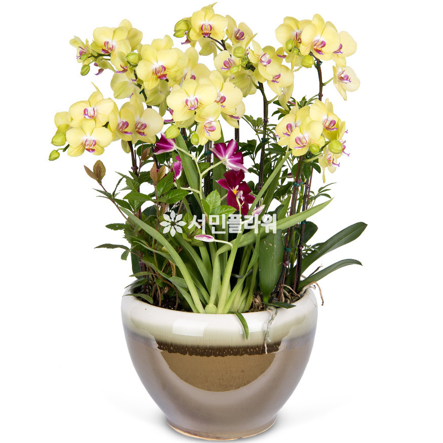 상세이미지