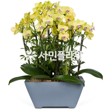 호접란 f9120