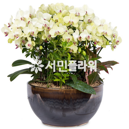 포춘(名品)