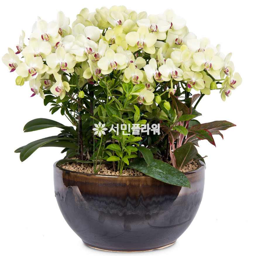 상세이미지