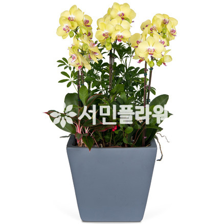 노랑(시멘트)호접