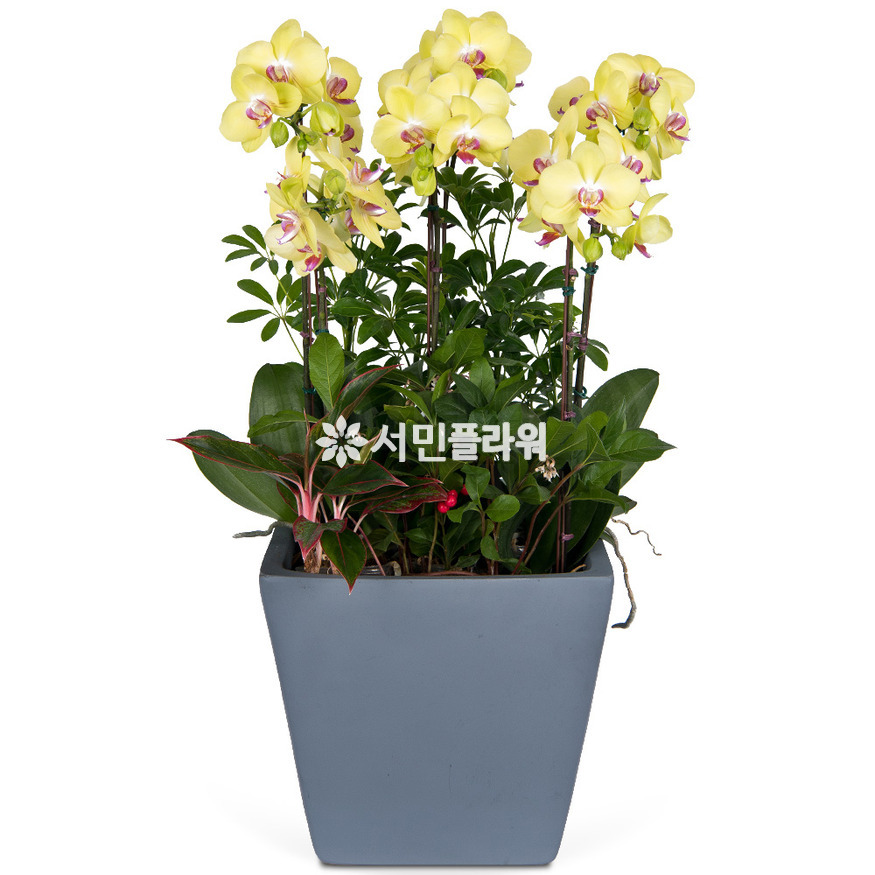 상세이미지
