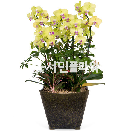 플럿썬셋-서양란