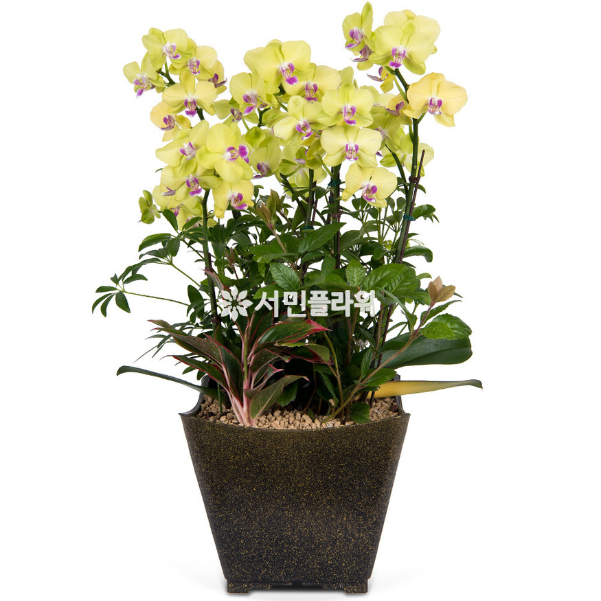 상세이미지