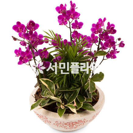 미니호접 공기정화식물
