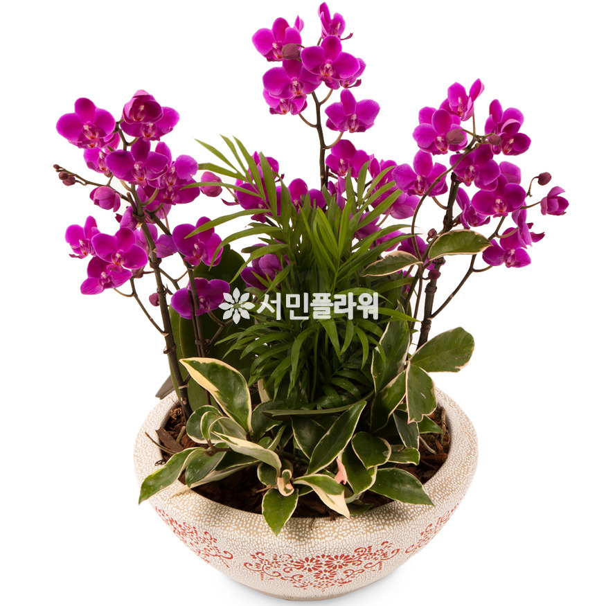 상세이미지