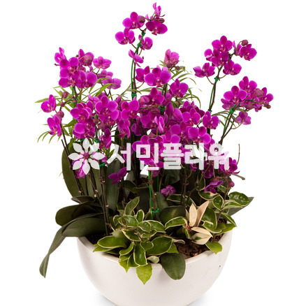 만천홍 서양란