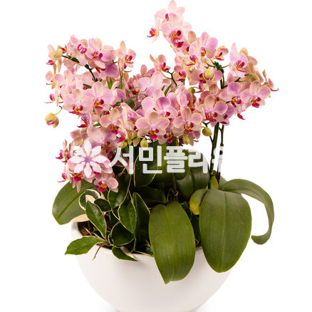 웨딩 서양란