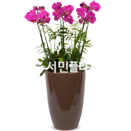 핑크호접란