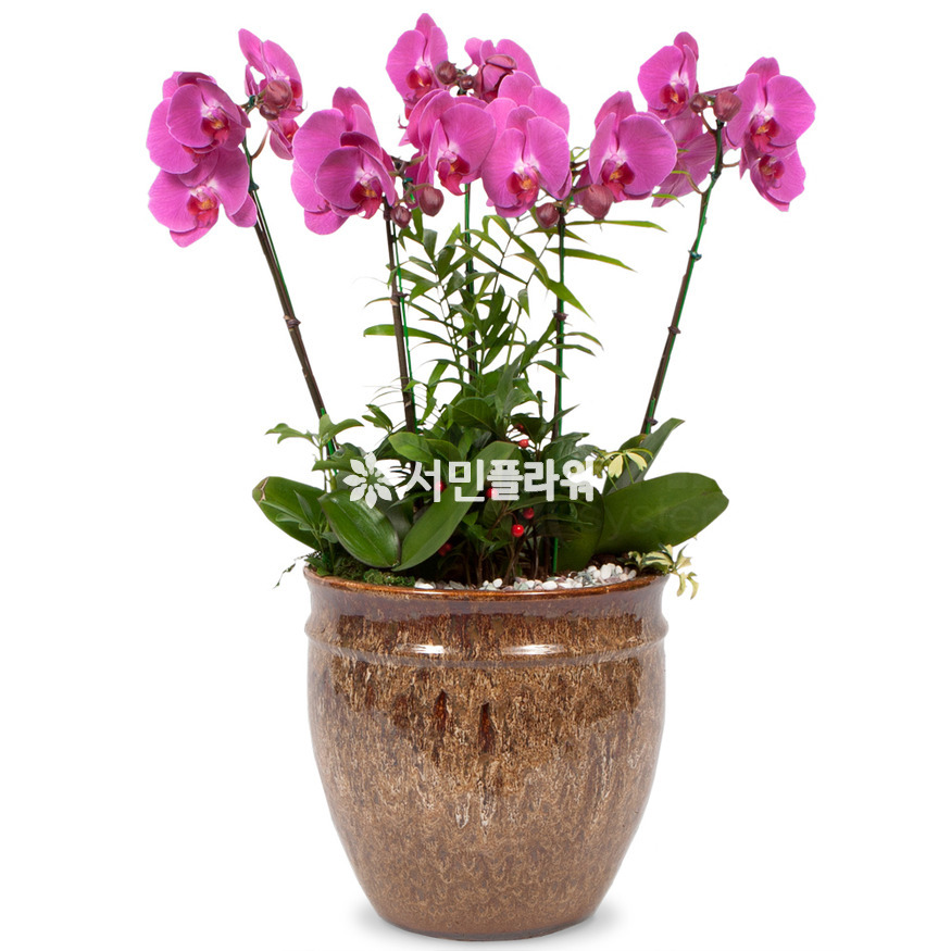 상세이미지