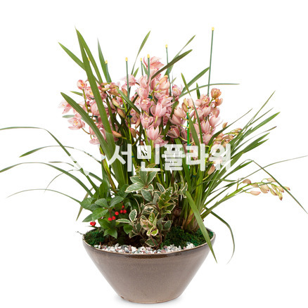 서양란6-심비디움