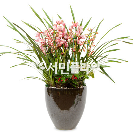 서양란7-심비디움