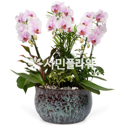 미니호접(연핑크)