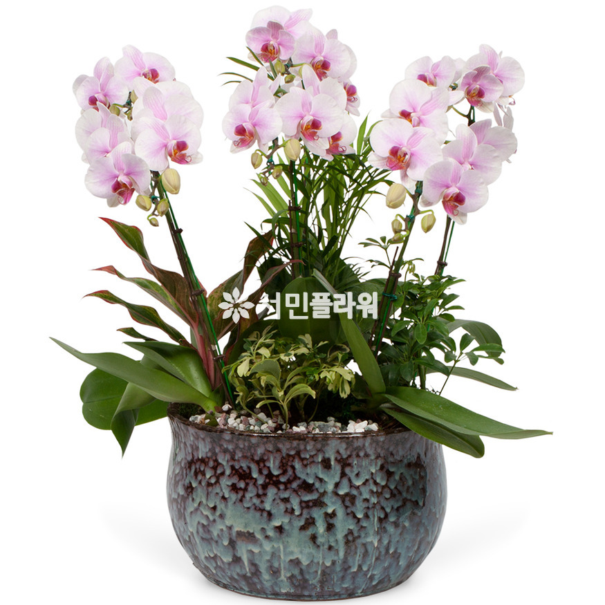 상세이미지