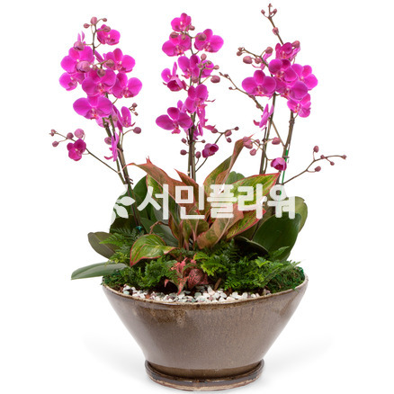 만천홍A