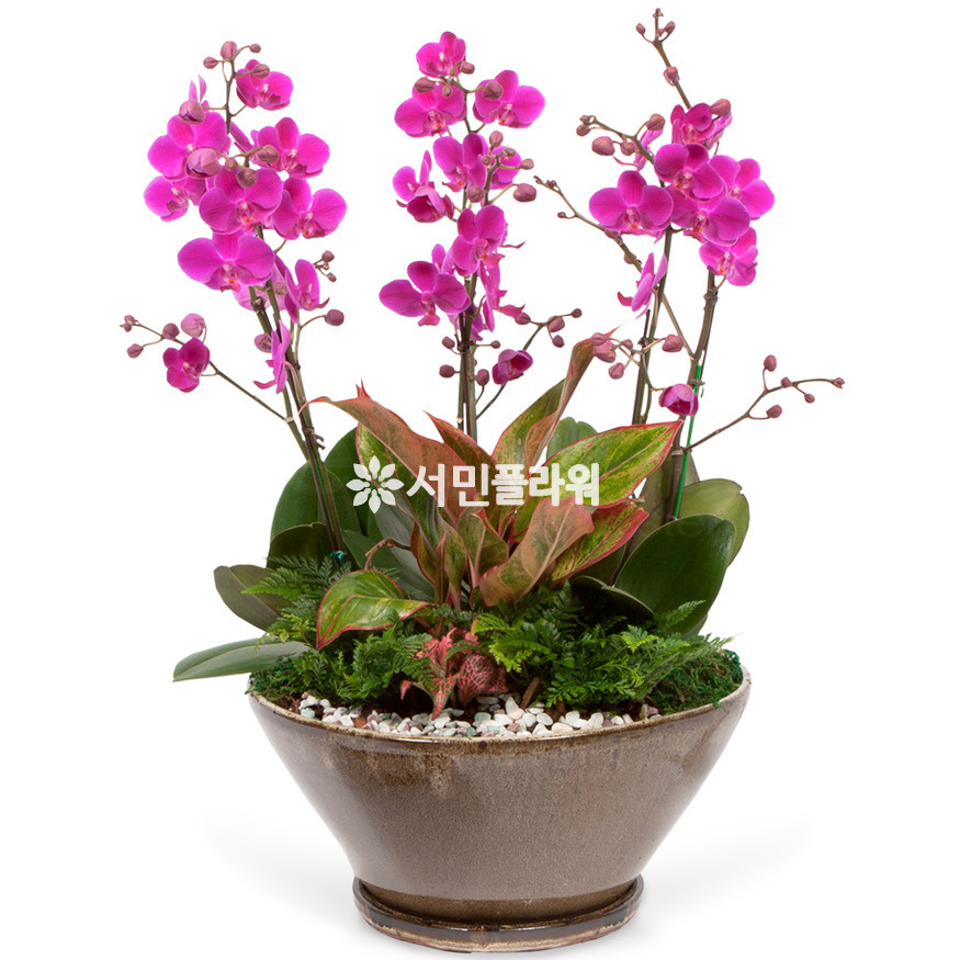 상세이미지