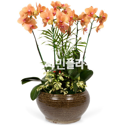서양란11-호접