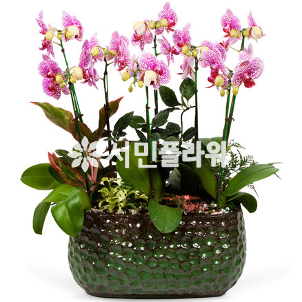 서양란17-호접