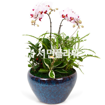 서양란20