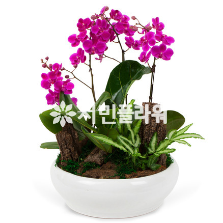 사랑스러움 만천홍