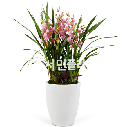 심비디움(핑크)