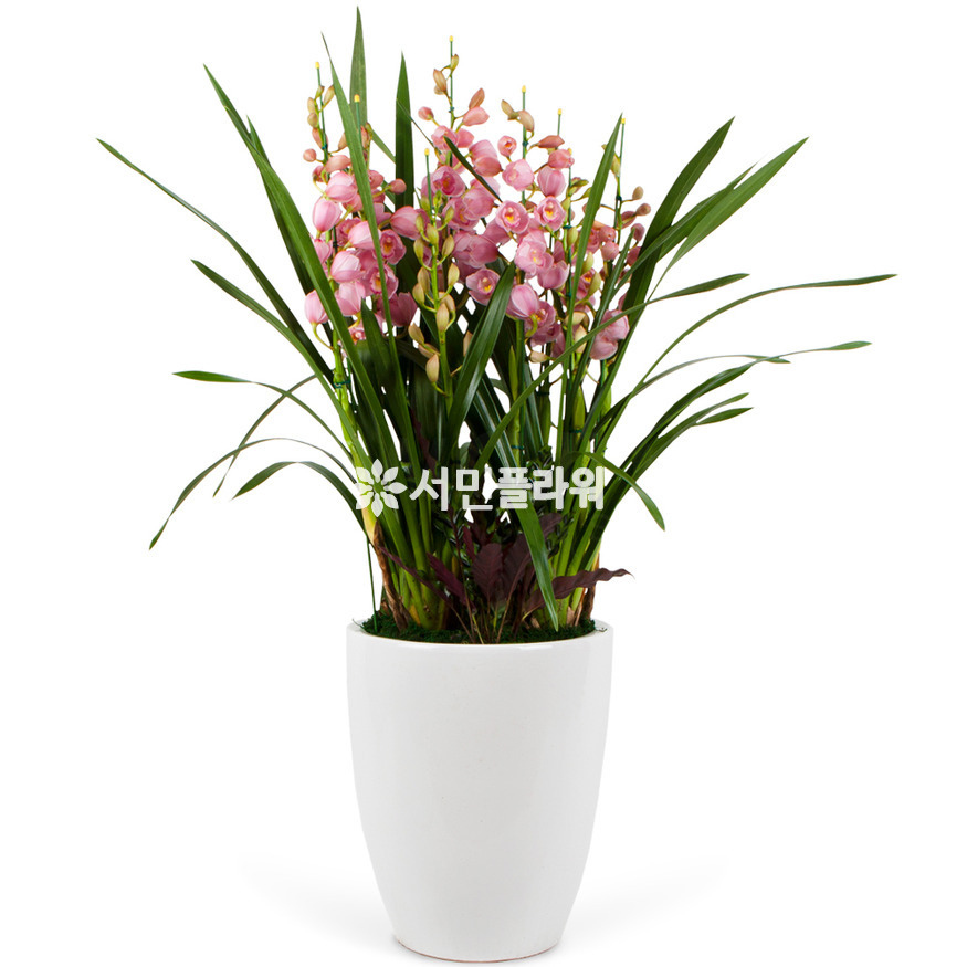상세이미지