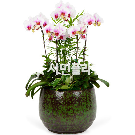춤추는 나비