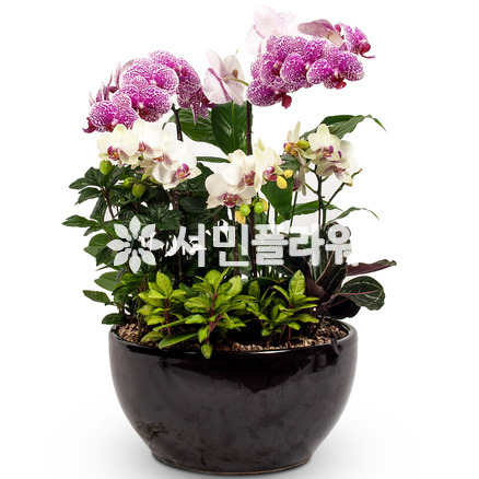 투믹스 버터플라이