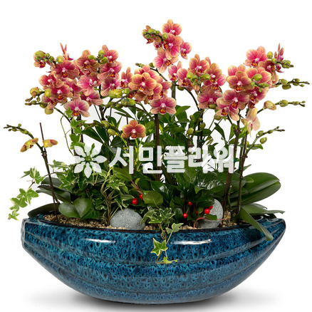 원형-살구호접란