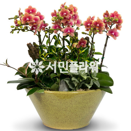 금나비