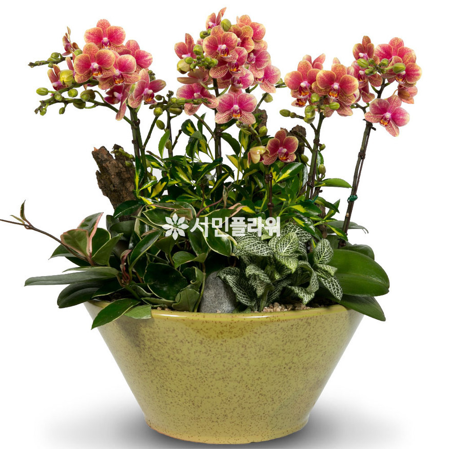 상세이미지