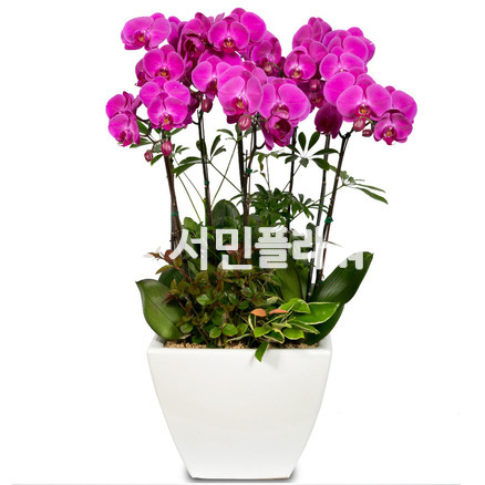 진핑크호접란(VIP)