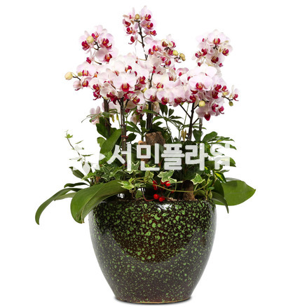 미니호접-원형사기분