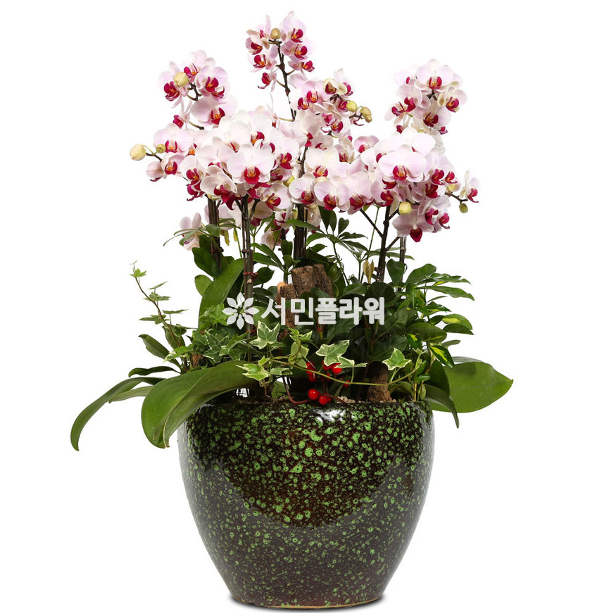 상세이미지