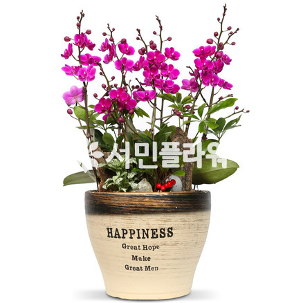 만천홍-심플