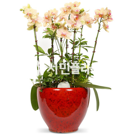 호접란(서양란)