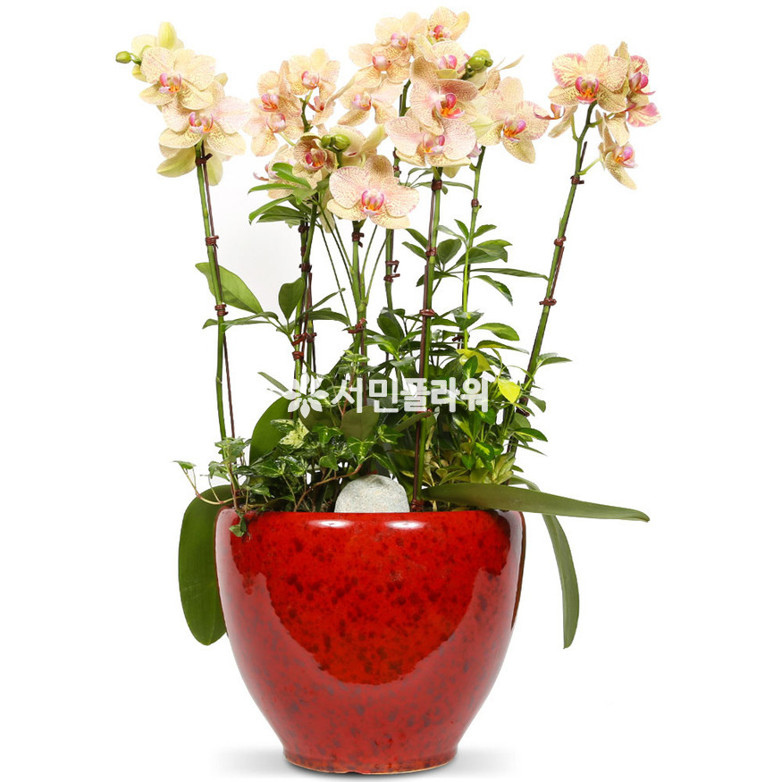 상세이미지